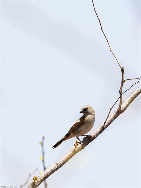 Northern Grey Headed Sparrowpasser Griseus Hwange Nationa Flickr