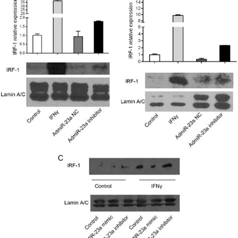 Expression Of Interferon Regulatory Factor 1 Irf 1 Is Suppressed In