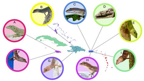 Anole Annals – Page 27 – Your source for the latest on Anolis lizards.