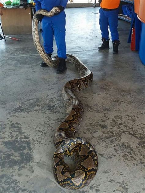 26 Foot Long Python Might Be Longest Snake Ever Caught