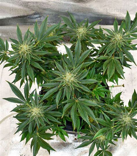 Buy Mimosa Shot Feminized Seeds By Herbies Seedbank Herbies