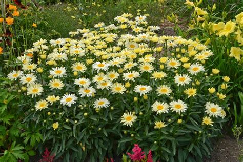 Shasta Daisy – Growing and Caring for Leucanthemum | Garden Design