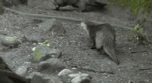 Otter GIF - Otter - Discover & Share GIFs