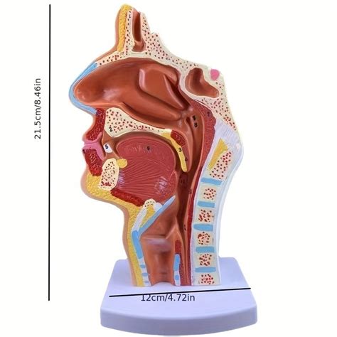 Medical Props Model Human Anatomical Nasal Cavity Throat Anatomy