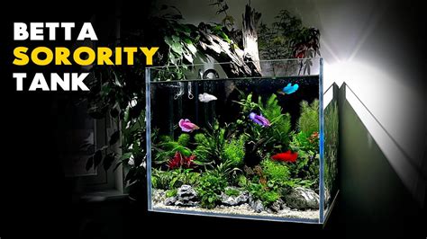 Aquascape Tutorial Betta Sorority Aquarium How To Planted Tank Step