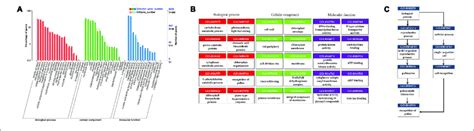 Functional Enrichment Of All Degs Differentially Expressed Genes By Download Scientific