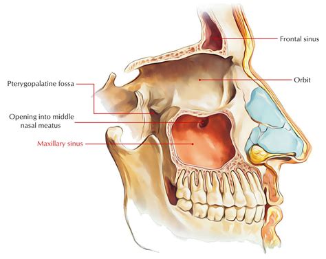 The Maxillary Sinus Or ‘antrum Is The Largest Of The Sinuses The Orbit Lies Above And The Hard