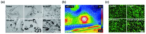 In Vitro Cellular Uptake And Photothermal Effects Of PTh NPs A