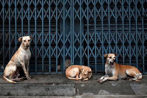 Abren Crematorio De Mascotas Para Generar Recursos Y Atender A