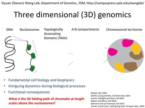 Three Dimensional 3d Genomics Ppt Download