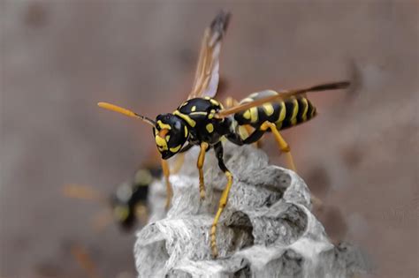 Why The Wasp Stings - Holistic Pest Solutions Charlottesville Pest Control