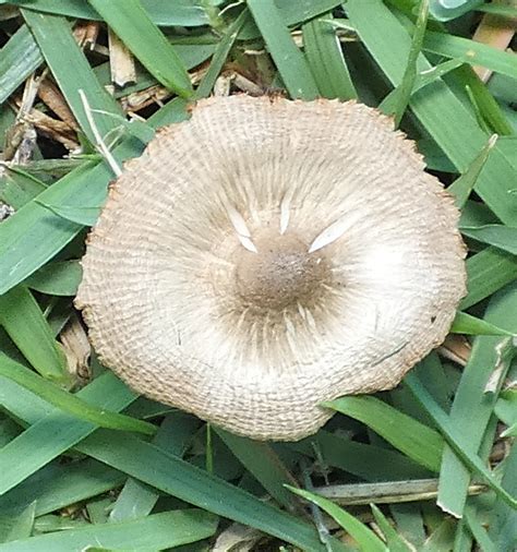 Agaricomycetes From Zona Rural De Paudalho Pernambuco On May 8 2021