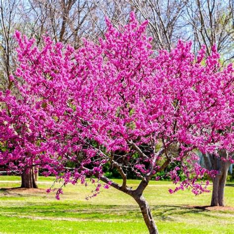 Eastern Redbud Tree Cercis Canadensis Seeds Etsy