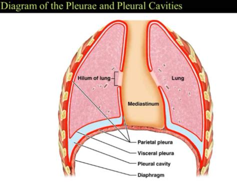 Patho Lecture 16 17 18 Respiratory Disorders Flashcards Quizlet