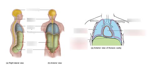 Anatomical Cavities Diagram Quizlet