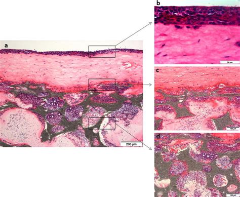 Histological Sections Of The Engineered A Bone Oral Mucosa Model B