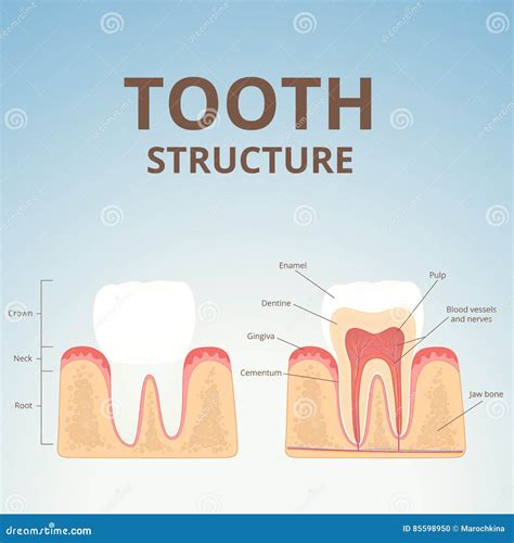 Structure Of Human Teeth Stock Vector Illustration Of Oral 85598950