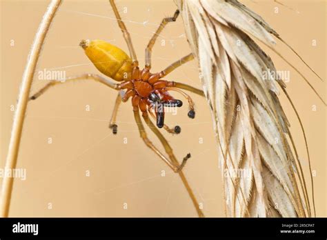 Yellow sac spider (Cheiracanthium punctorium) male, Havelland ...