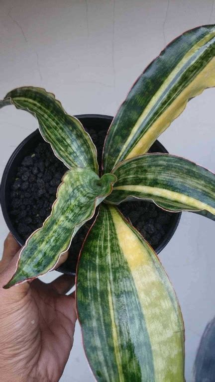 Sansevieria Macrophylla Variegated Bare Rooted Furniture