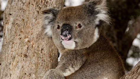 Berflutung Im Wildpark Lang Ersehnter Regen In Australien Bedroht