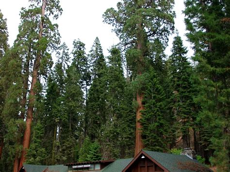 Giant Forest Museum (Sequoia National Park) - Visitor Information & Reviews