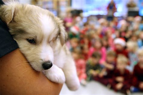 Children meet foster puppies (15 PHOTOS) - TBNewsWatch.com