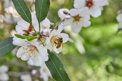 Primer Plano De Flores De Almendro Ramas Florecientes De Un Almendro En