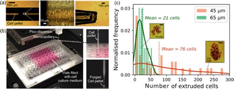 Cell pellet extrusion through microcapillary. a Microcapillary filled ...