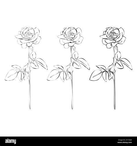 Set Of Rose Continuous Line Drawing Black And White Floral Bouquets