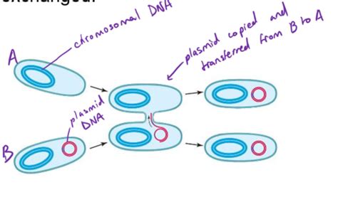 1 Bacteria Archaea Viruses Flashcards Quizlet