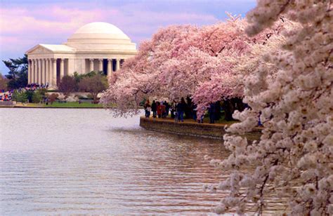 Cherry Blossom Lake In Japan