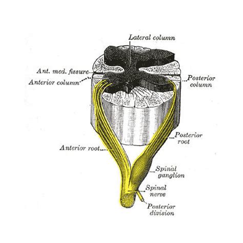 Nervi Spinali Sistema Nervoso Periferico Anatomia E Suddivisione