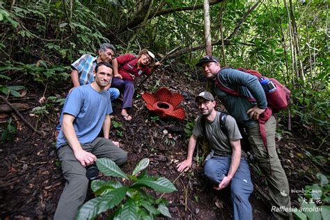 We know the world's largest flower is a parasite, we also know what the host plant is and how ...