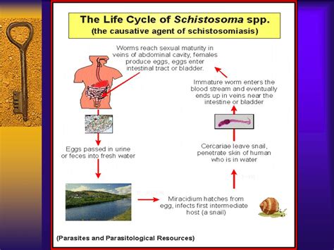 Ppt Schistosomiasis Powerpoint Presentation Free Download Id 514053