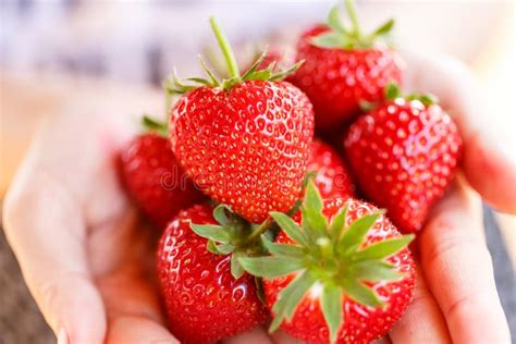 M Os Das Mulheres Que Guardam O Close Up Dos Frutos Das Morangos Imagem