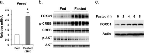 Fasting Induces Foxo1 Gene Expression A Foxo1 Mrna Levels Compared In Download Scientific