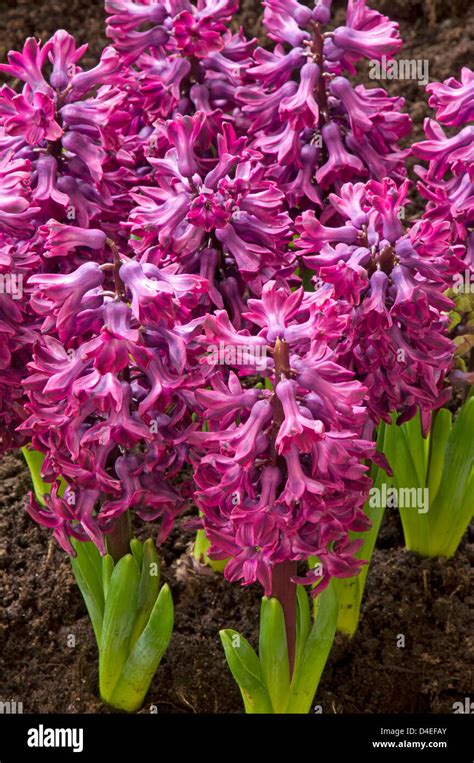 Hyacinthus Woodstock Hi Res Stock Photography And Images Alamy