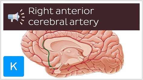 Right Anterior Cerebral Artery Anatomical Terms Pronunciation By