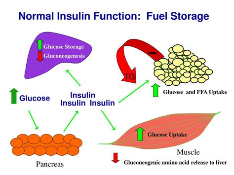 PPT - Diabetes: Insulin and Hypoglycemic Agents PowerPoint Presentation ...