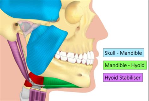 Muscles Of Mastication Flashcards Quizlet