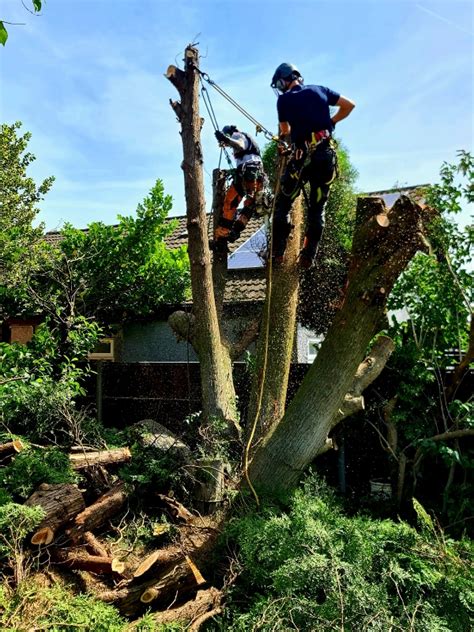 About Broadleaf Tree Care Tree Surgeons Shepshed