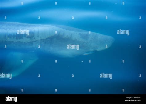 Basking Shark, The Lizard Cornwall Stock Photo - Alamy