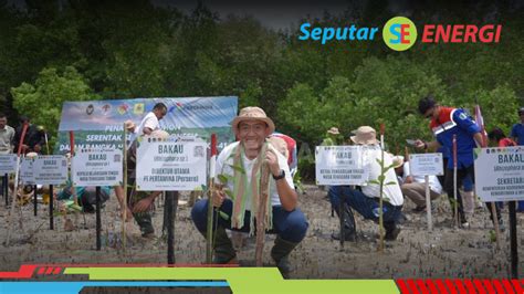 Upaya Mitigasi Perubahan Iklim Pertamina Rehabilitasi Mangrove Di NTT