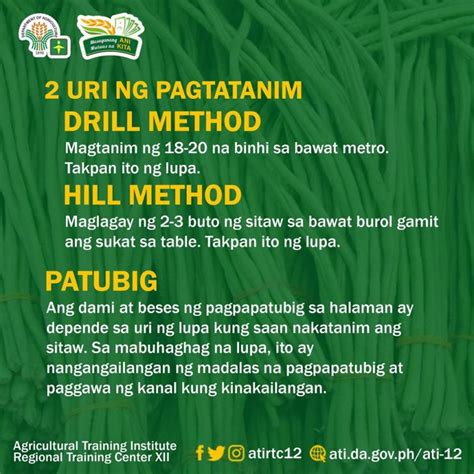 A Quick Guide To Producing Sitaw Agriculture Monthly