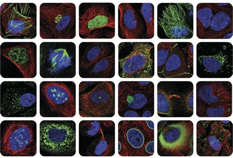 A Subcellular Map Of The Human Proteome Science