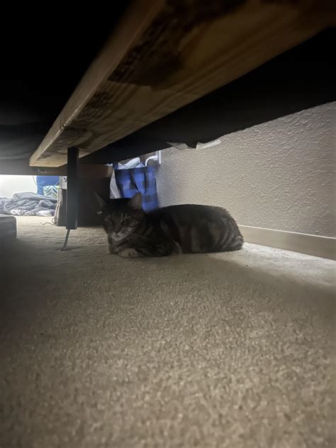 Why Is My Cat Hiding Under The Bed Discover The Reasons Now Cats