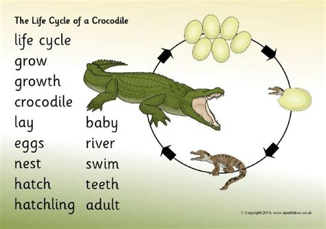 Crocodile Habitat Clipart - Crocodile