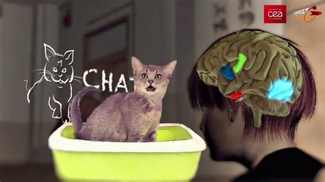 Comment Le Cerveau Apprend Il à Lire Neurosciences Youtube