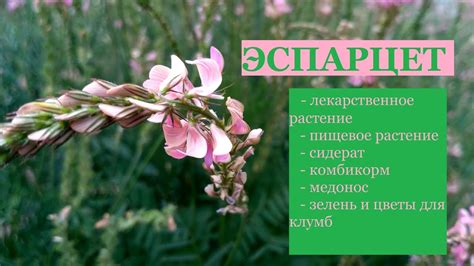 16.ЭСПАРЦЕТ - полезнейшее растение. - YouTube