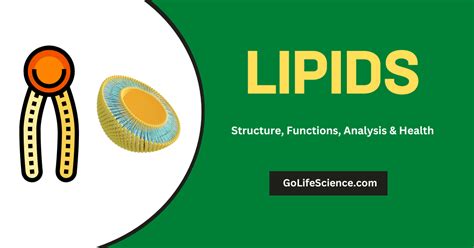 Atp Cycle Structure And Role Of Atp In Biochemical Reactions